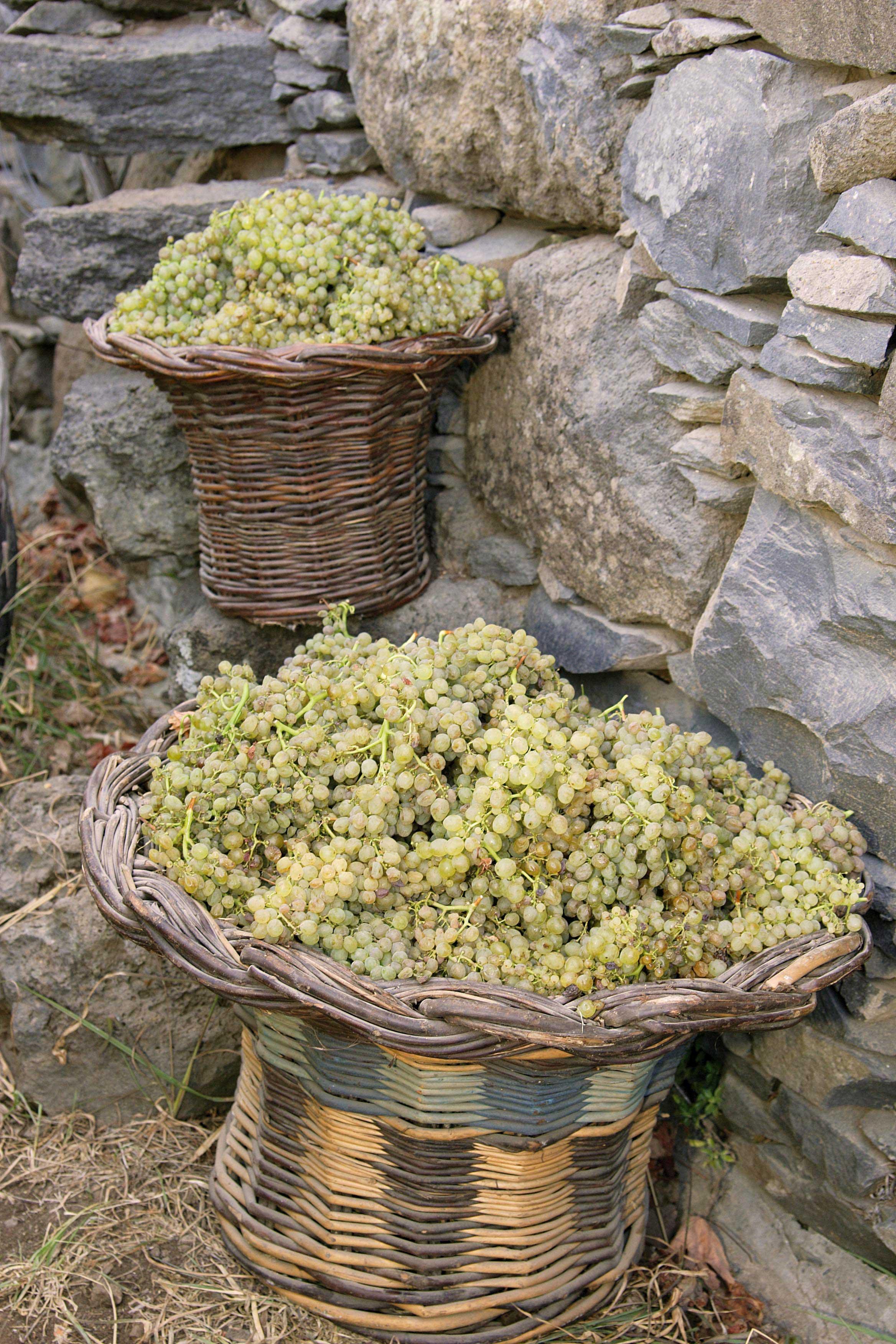 Flechtkörbe voller Weintrauben vor einer Steinwand